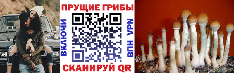 Псилоцибиновые грибы GOLDEN TEACHER  Нелидово 